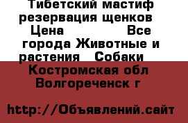 Тибетский мастиф резервация щенков › Цена ­ 100 000 - Все города Животные и растения » Собаки   . Костромская обл.,Волгореченск г.
